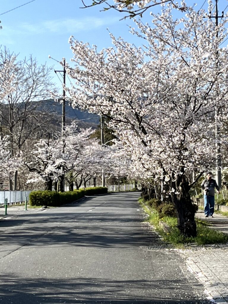 長瀞北桜通：2026.4.3