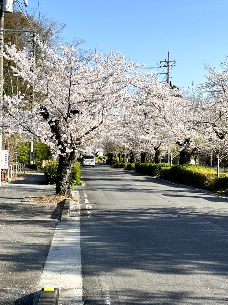 長瀞北桜通：2026.4.3