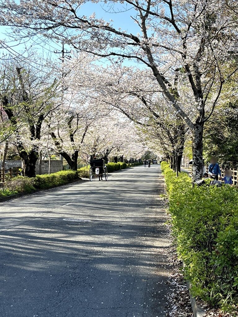 北桜通り桜並木：2026.4.3